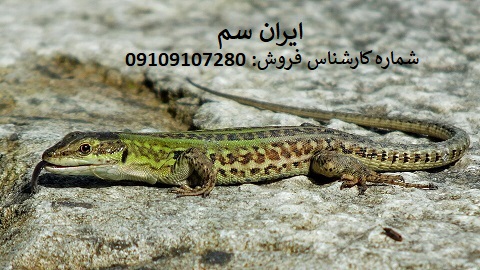 سموم مارمولک کش آلمانی شرکت ایران سم