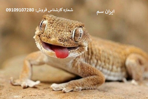 نابودی مارمولک