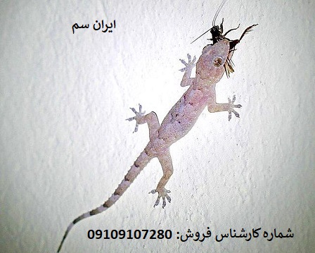 سموم آلمانی برای نابودی مارمولک