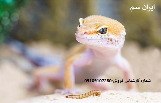نابودی مارمولک با سموم شرکت ایران سم