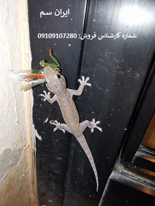 نابودی مارمولک