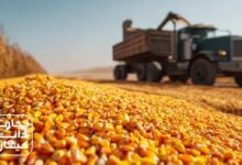 ذرت دامی تازه برداشت‌شده در کنار کامیون بارگیری در مزرعه؛ نمادی از زنجیره تأمین نهاده‌های دامی در ایران، با لوگوی تجارت دانه کیهان