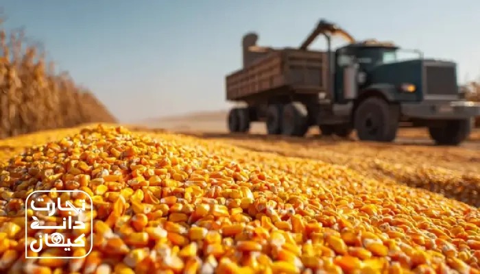 ذرت دامی تازه برداشتشده در کنار کامیون بارگیری در مزرعه؛ نمادی از زنجیره تأمین نهادههای دامی در ایران، با لوگوی تجارت دانه کیهان
